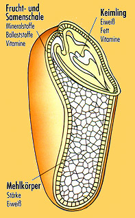 Ein Getreidekorn und seine Bestandteile