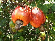 Früchte am Cashewbaum