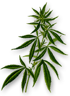 Hanfpflanze - Cannabis