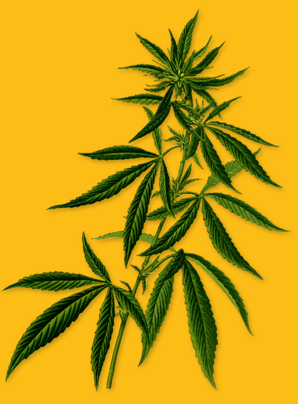 Makro Detail Von Marihuana Samen Bio Hanfsamen Hanfsamen Hintergrund Makr -  Stockfotografie: lizenzfreie Fotos © Yarygin 521451936